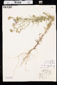 Dieteria canescens var. nebraskana image