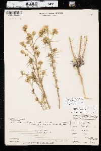 Dieteria canescens var. sessiliflora image