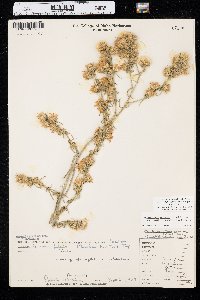 Dieteria canescens var. sessiliflora image