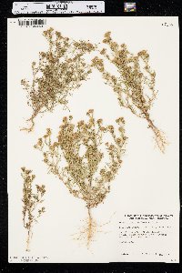 Dyssodia papposa image