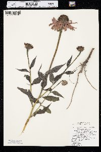 Echinacea purpurea image