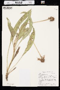 Echinacea angustifolia image