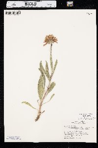 Echinacea angustifolia image