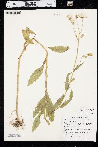 Erechtites hieraciifolius var. hieraciifolius image