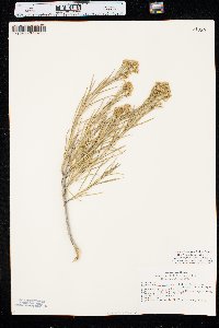 Ericameria nauseosa var. graveolens image