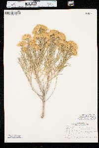 Ericameria nauseosa var. graveolens image