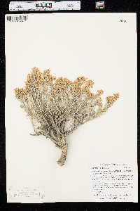 Ericameria nauseosa var. nauseosa image