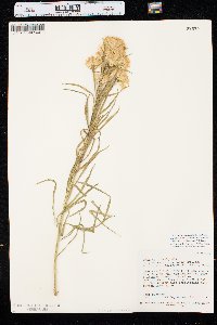 Ericameria nauseosa var. salicifolia image