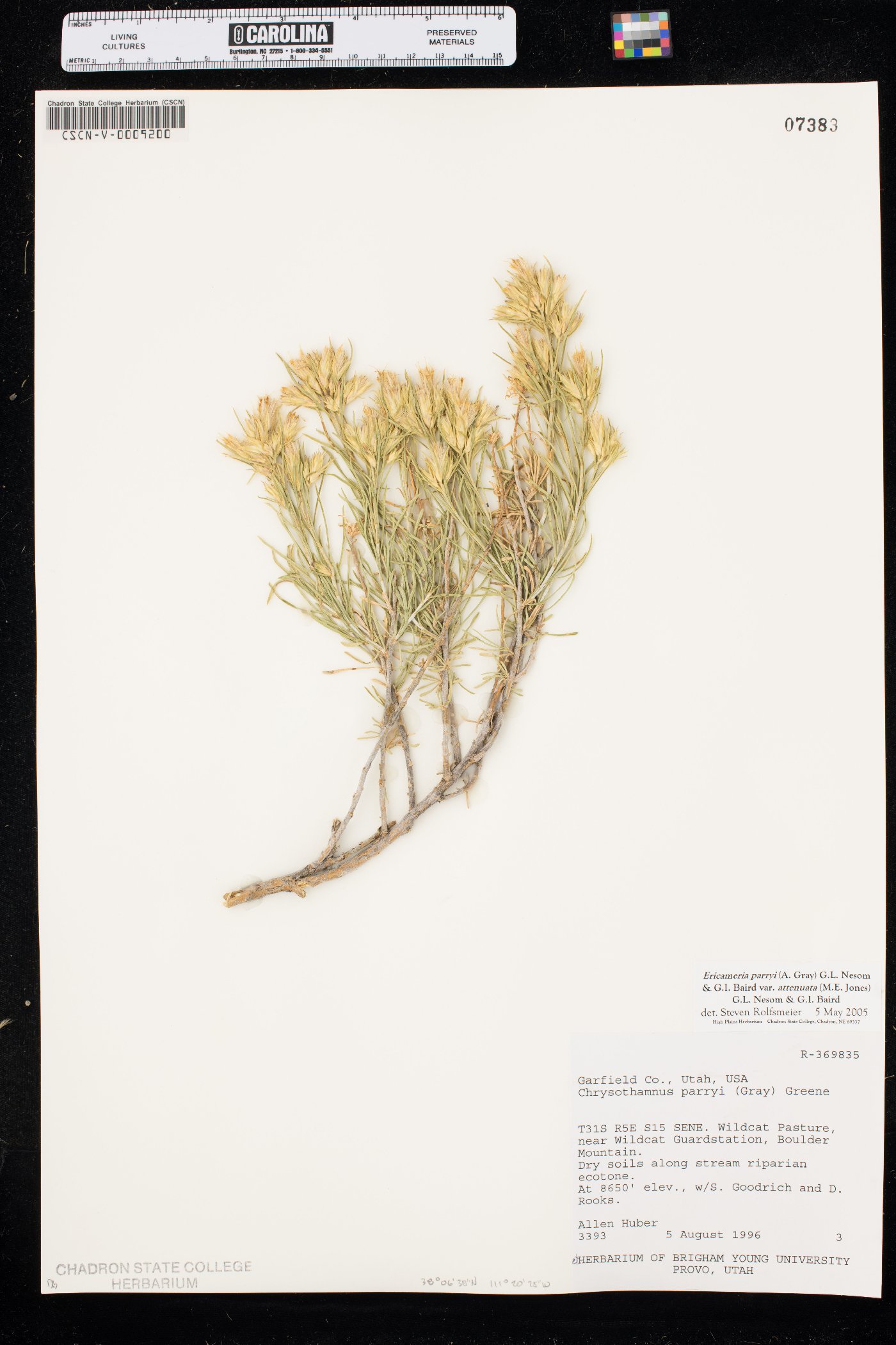 Ericameria parryi var. attenuata image