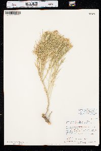 Ericameria parryi var. howardii image