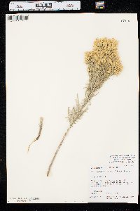 Ericameria parryi image