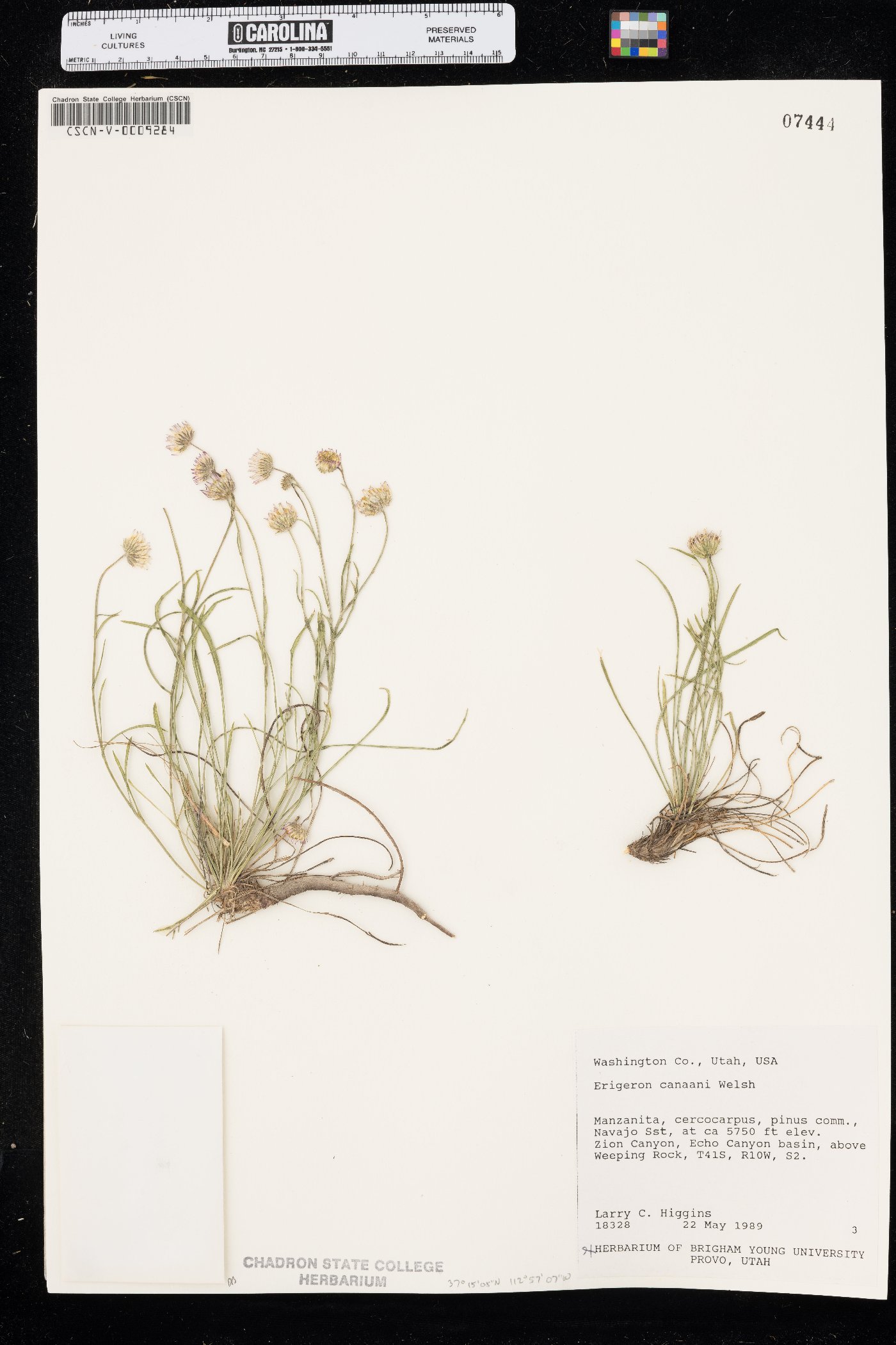 Erigeron canaani image