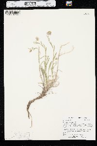 Erigeron canus image