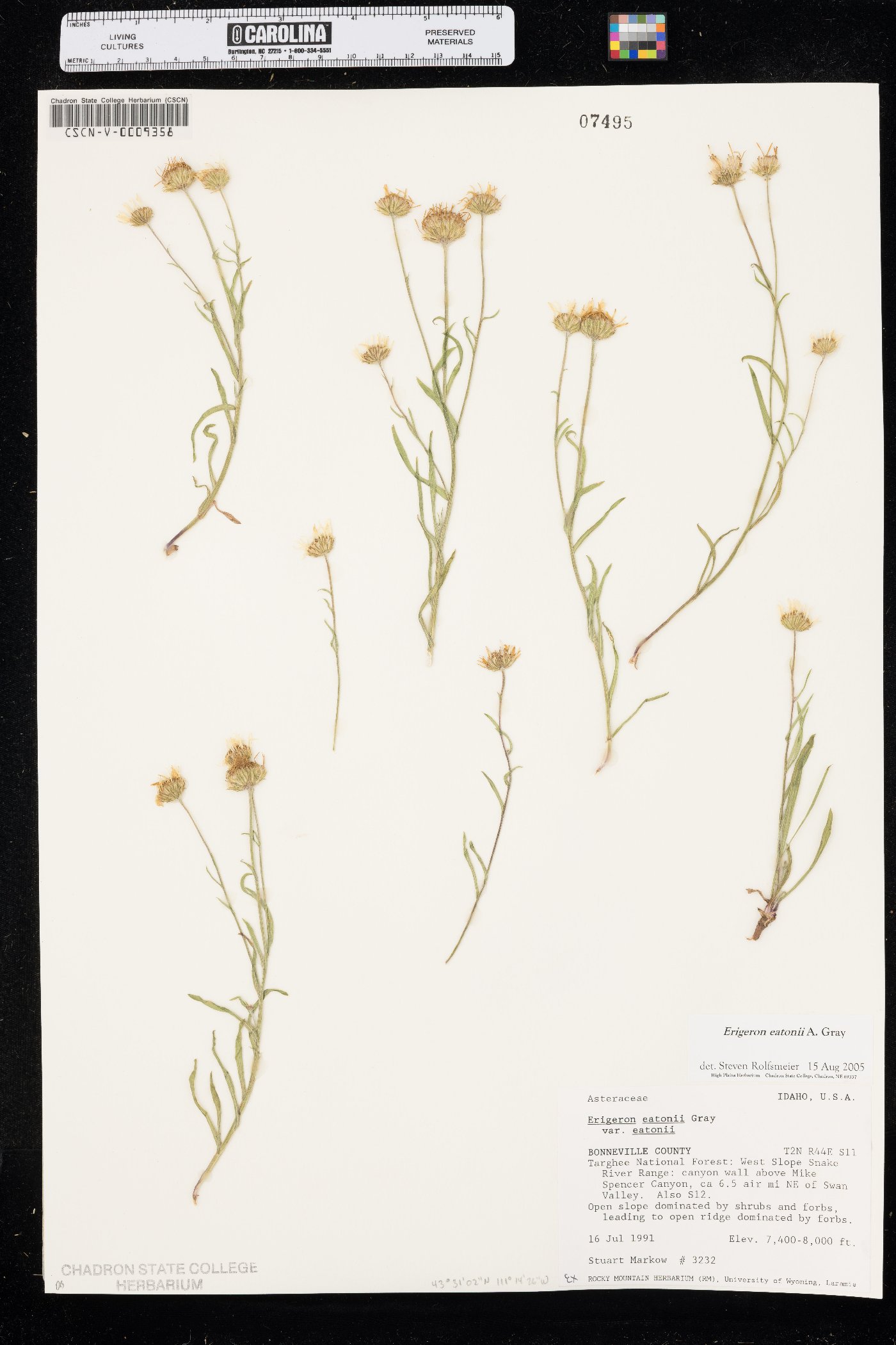 Erigeron eatonii image