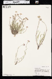 Erigeron eatonii image