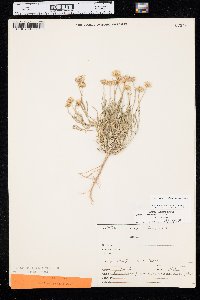 Erigeron engelmannii image