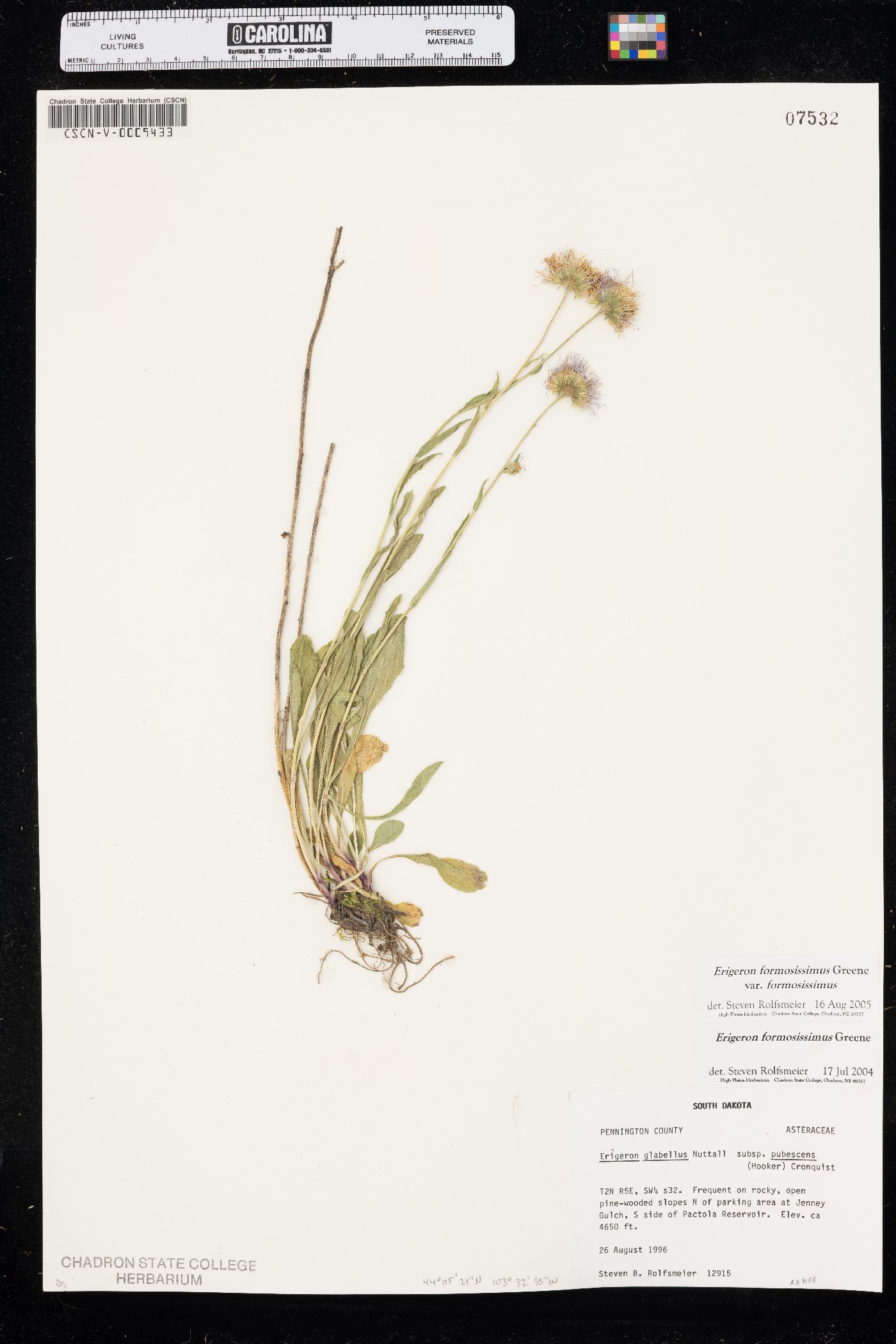 Erigeron formosissimus var. formosissimus image