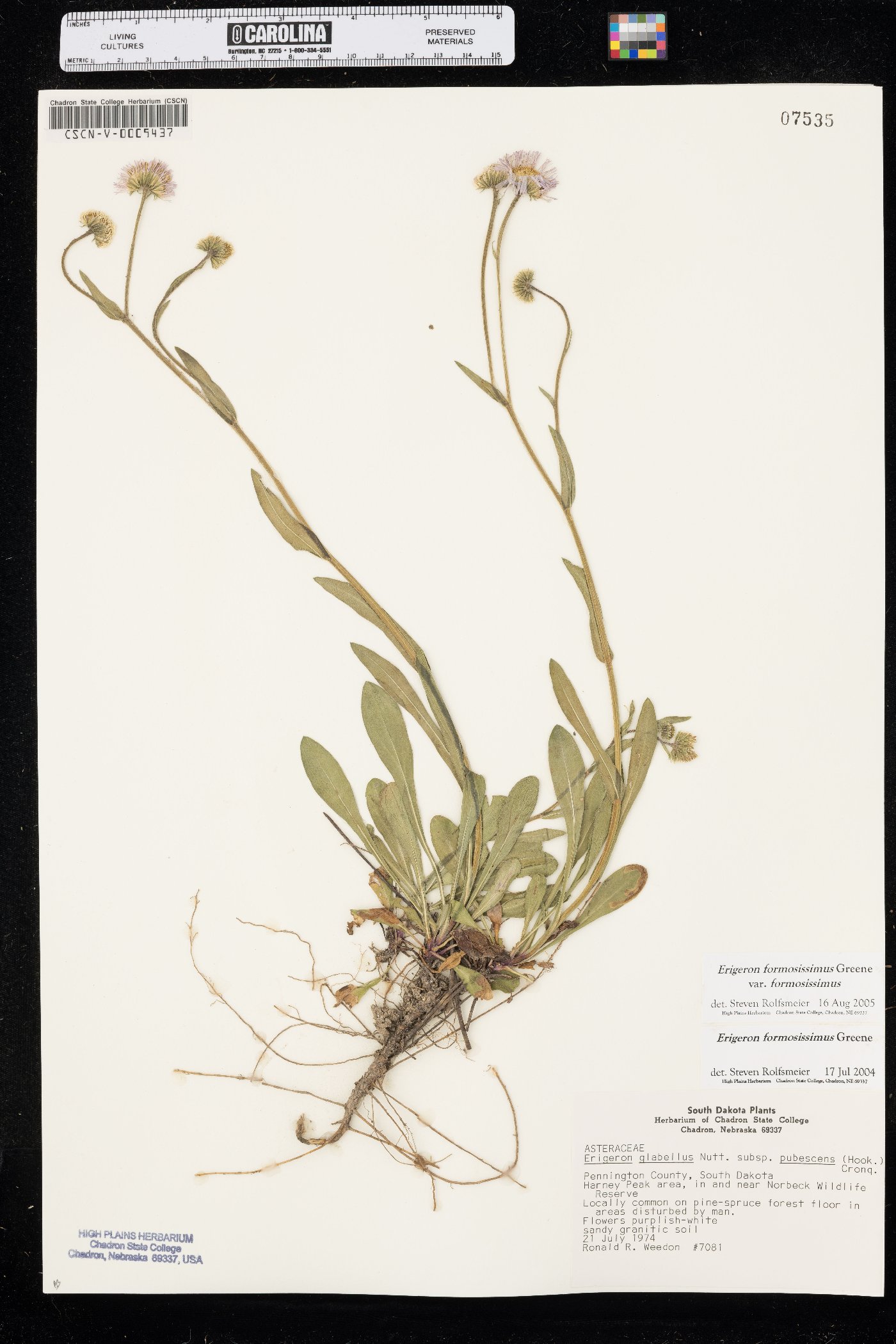Erigeron formosissimus var. formosissimus image