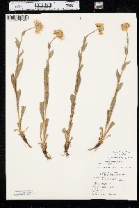 Erigeron glabellus var. glabellus image