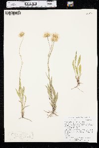 Erigeron glabellus var. glabellus image