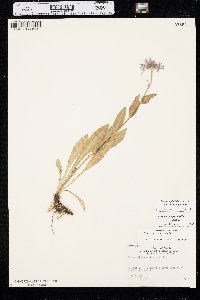 Erigeron glacialis image