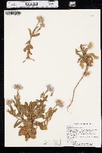 Erigeron glaucus image