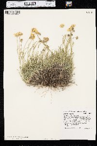 Erigeron linearis image