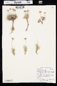 Erigeron ochroleucus image