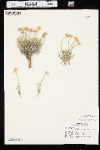 Erigeron ochroleucus image