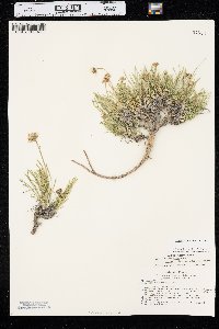 Erigeron ochroleucus image