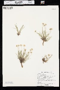 Erigeron ochroleucus image