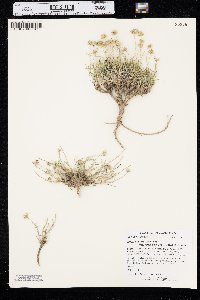 Erigeron ochroleucus image