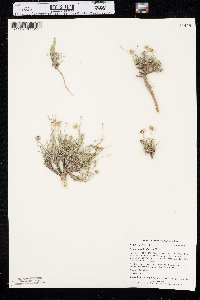 Erigeron ochroleucus image