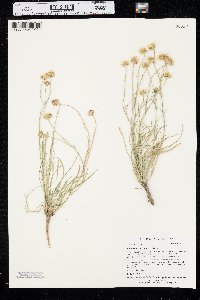 Erigeron ochroleucus image