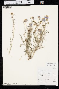 Erigeron concinnus var. concinnus image