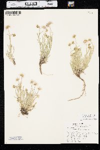 Erigeron pumilus image