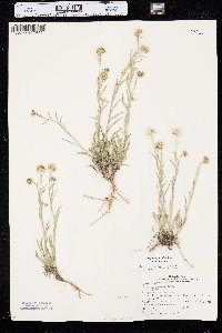 Erigeron pumilus image