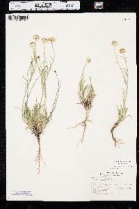 Erigeron pumilus image