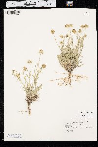 Erigeron pumilus var. pumilus image