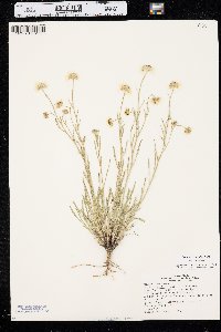 Erigeron pumilus var. pumilus image