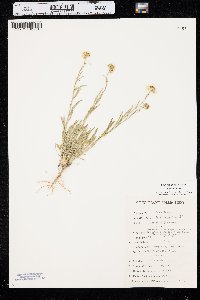 Erigeron pumilus image