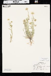 Erigeron pumilus image