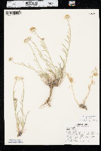 Erigeron pumilus image