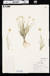 Erigeron pumilus image