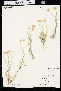 Erigeron pumilus image