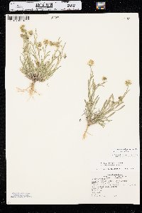 Erigeron pumilus image