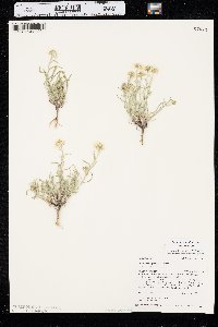 Erigeron pumilus image