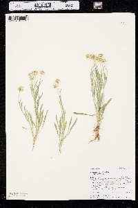 Erigeron pumilus var. pumilus image