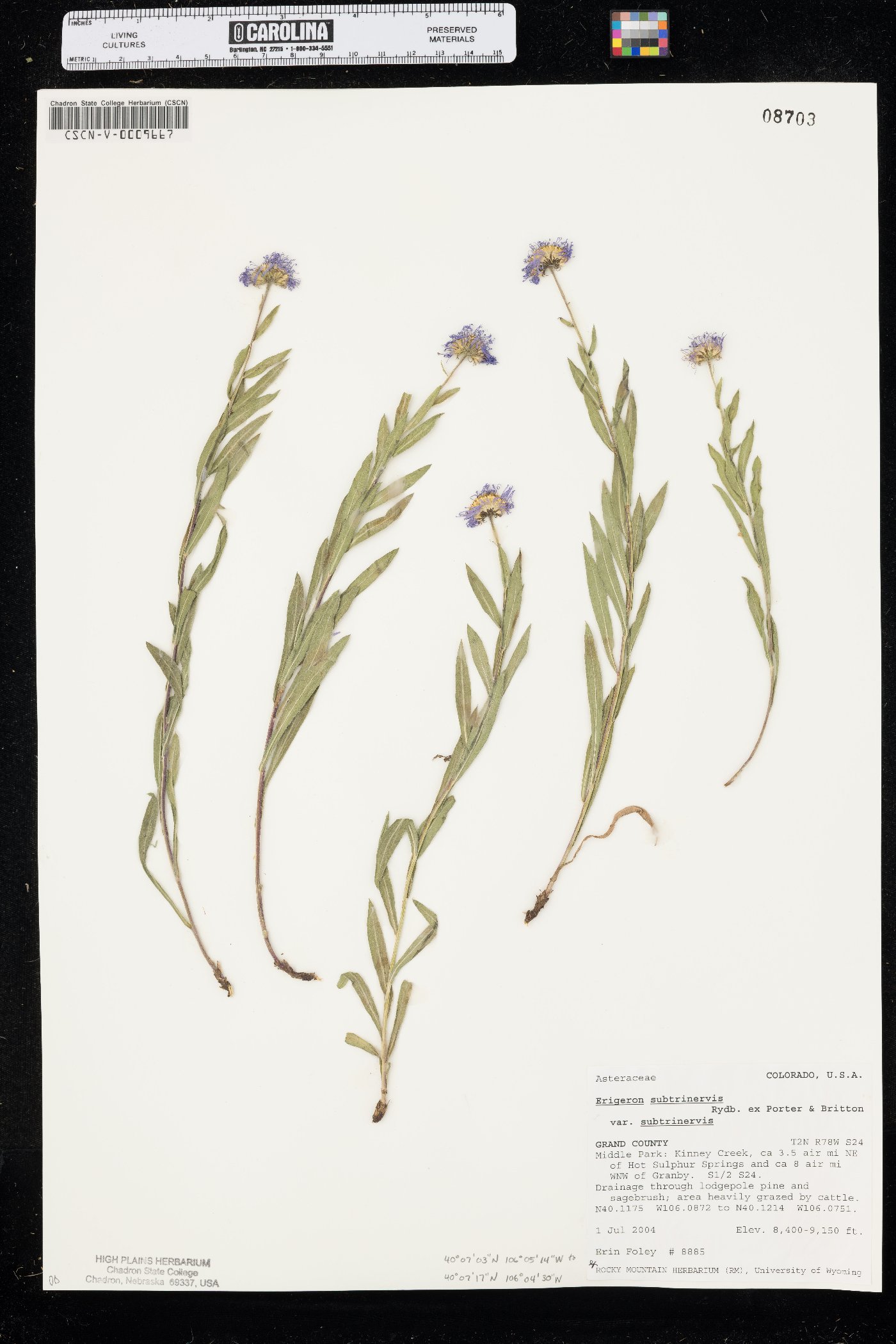 Erigeron subtrinervis var. subtrinervis image