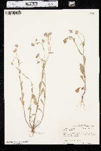 Erigeron tenuis image